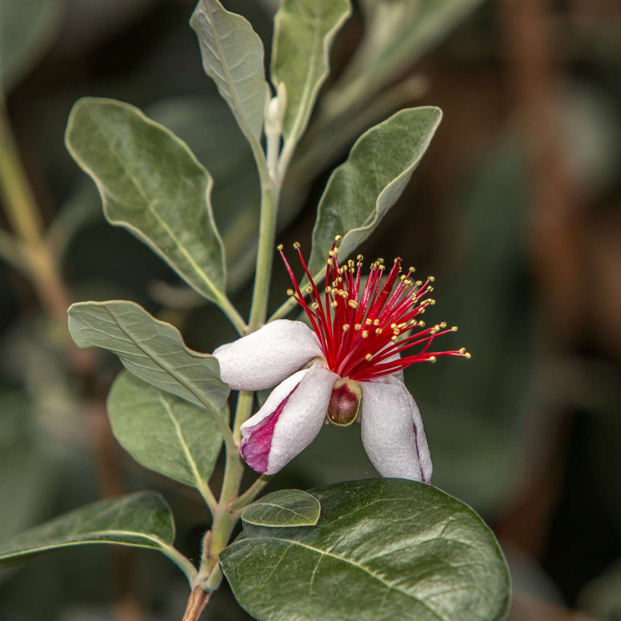 Acca sellowiana