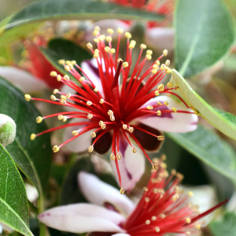 Close-up of an Acca sellowiana flower with white-pink petals and vivid red stamens.
