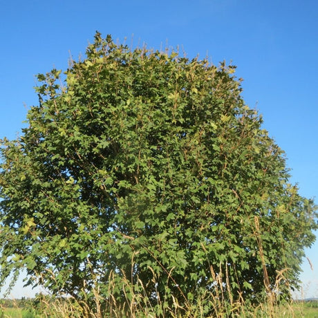Mature Acer campestre with a broad rounded green crown against a clear blue sky.