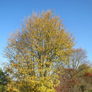 Large Acer campestre tree covered in yellow autumn foliage above a garden border.