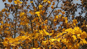 All Hedging