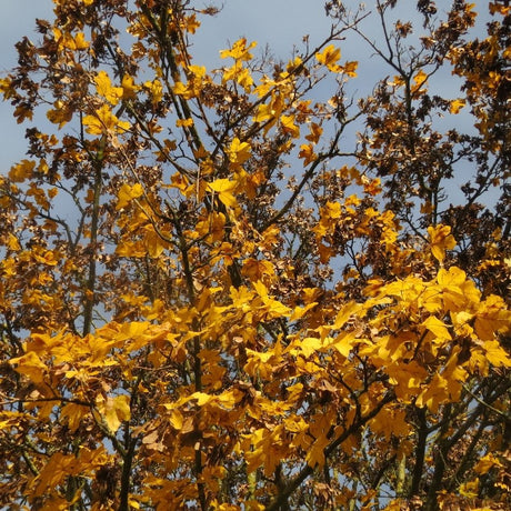 Acer campestre branches glowing golden yellow and orange in autumn.
