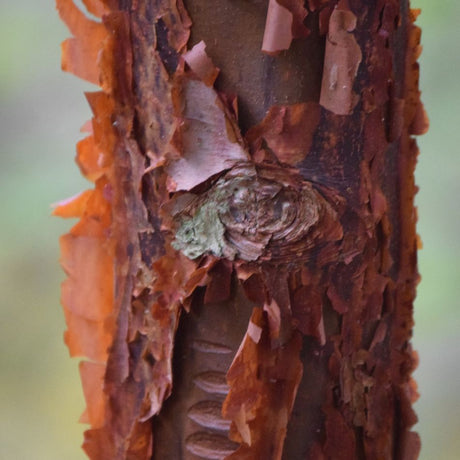 Close-up of Acer griseum trunk with cinnamon-brown bark peeling in papery curls.