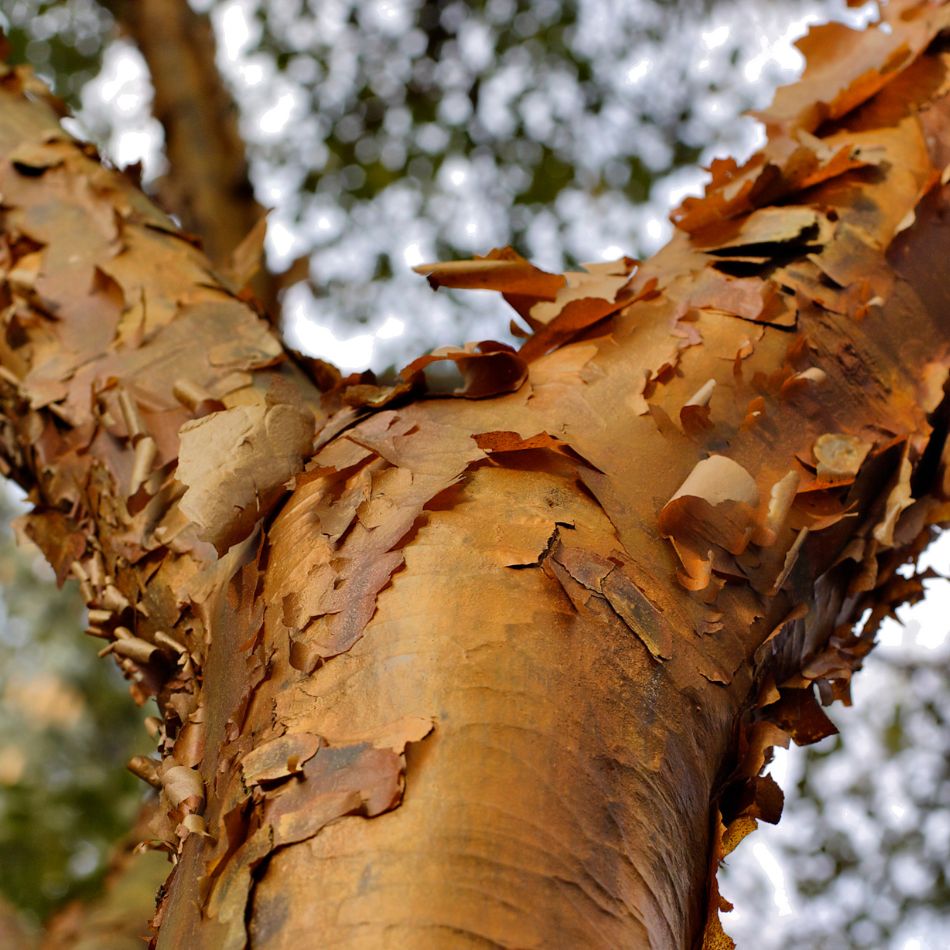 Acer griseum