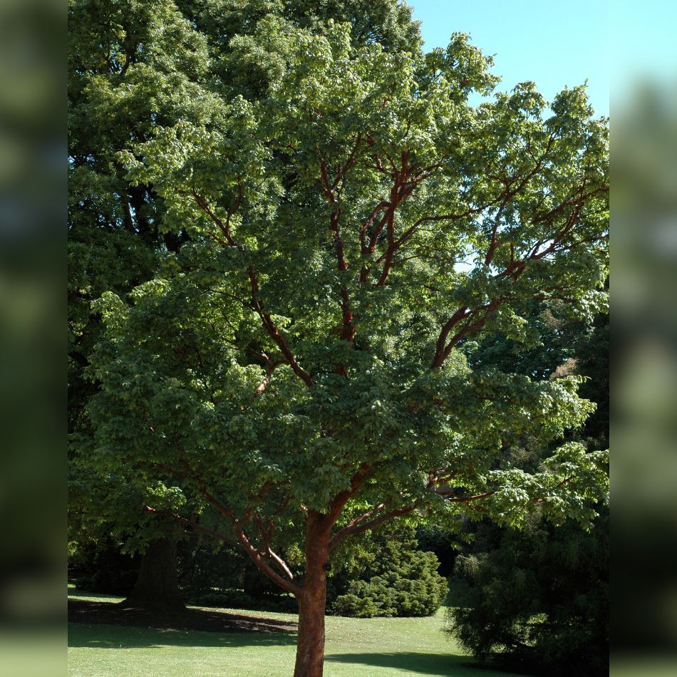 Acer griseum