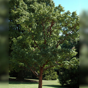 Acer griseum