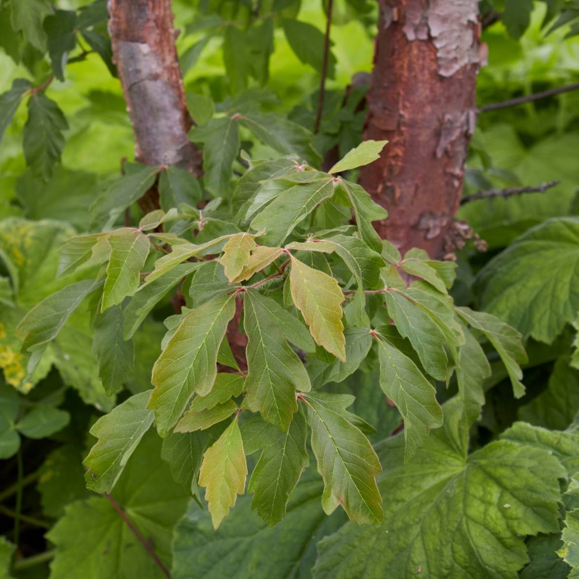 Acer griseum