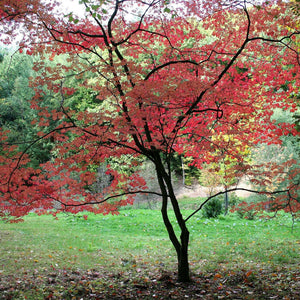 Acer japonicum ‘Aconitifolium’