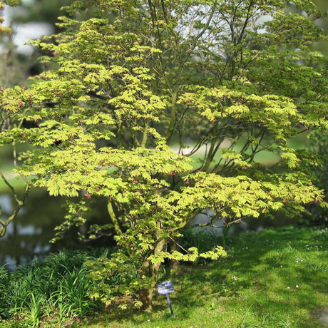 Mature Acer ‘Aconitifolium’ with a layered green crown in a woodland garden.