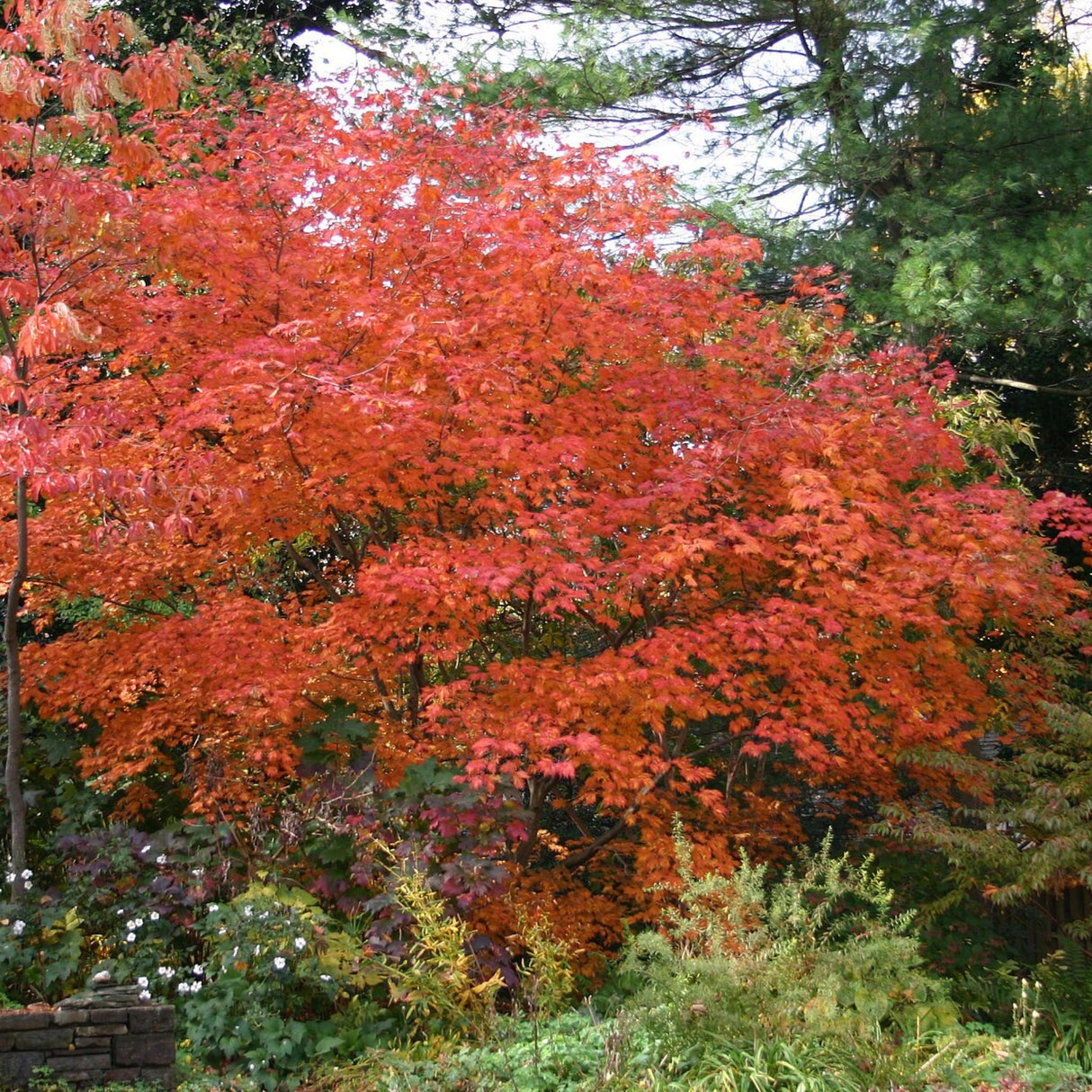 Acer japonicum ‘Aconitifolium’