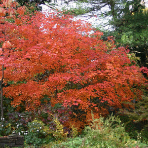 Acer japonicum ‘Aconitifolium’
