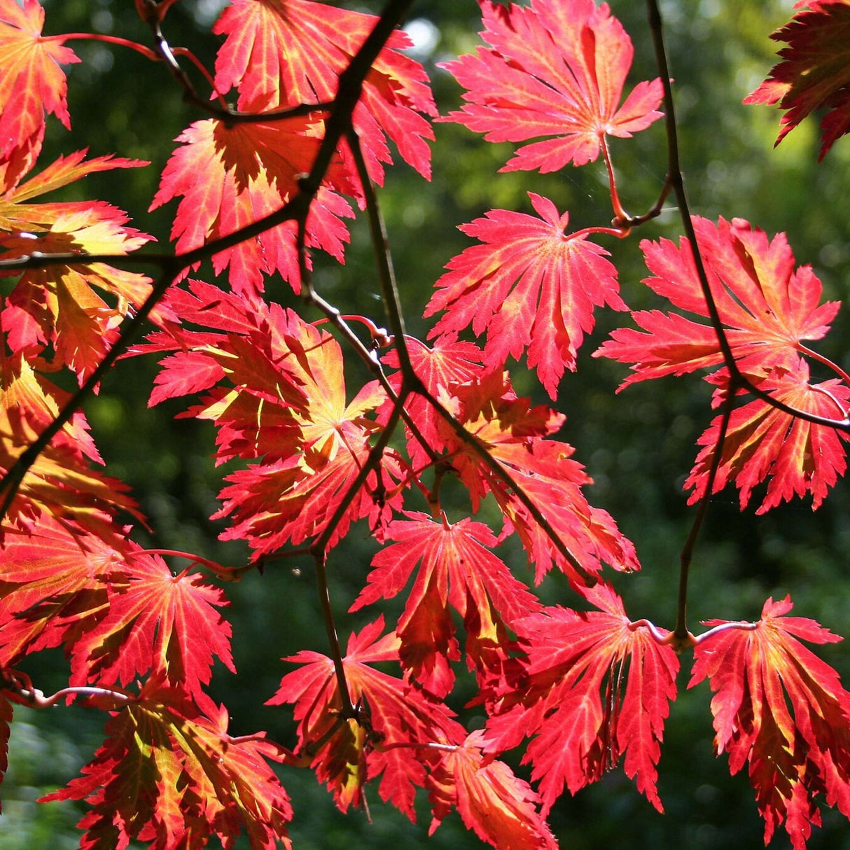 Acer japonicum ‘Aconitifolium’