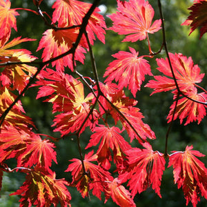 Acer japonicum ‘Aconitifolium’