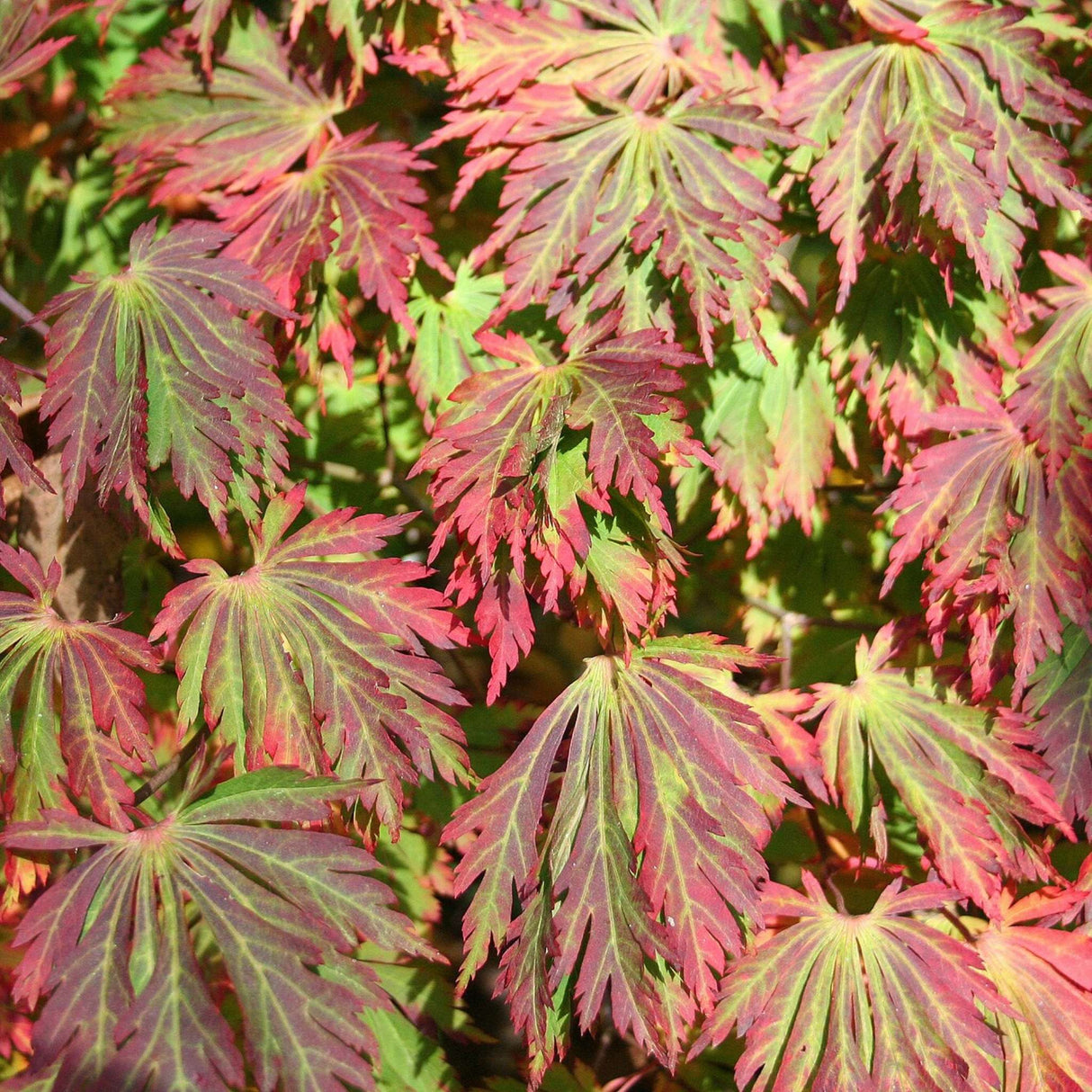 Acer japonicum ‘Aconitifolium’