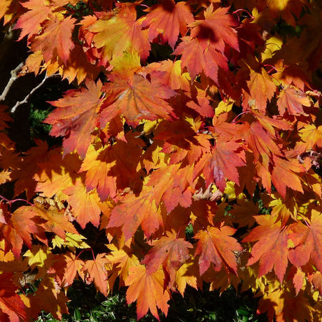 Acer japonicum ‘Vitifolium’