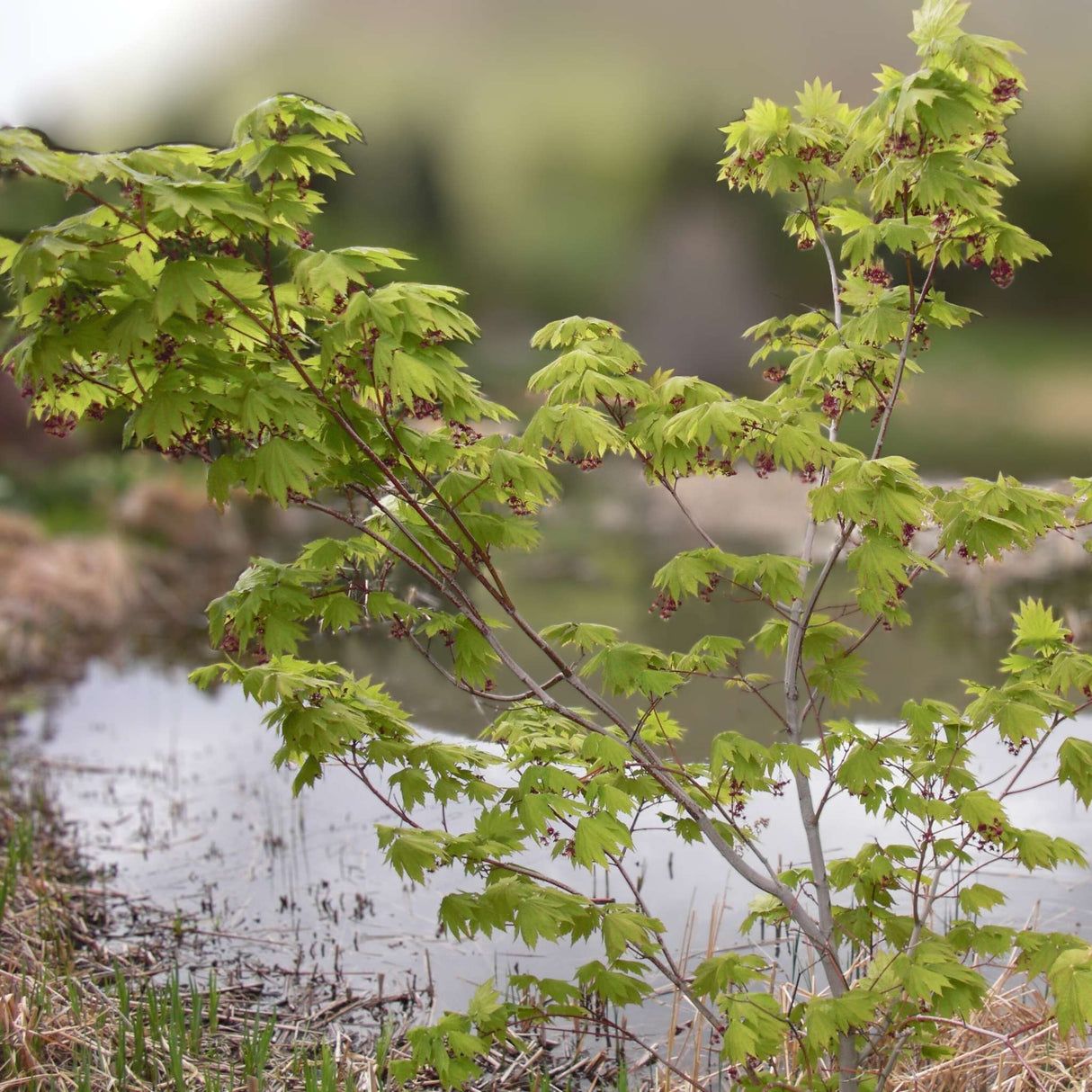 Acer japonicum ‘Vitifolium’