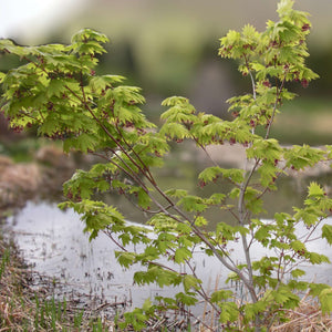 Acer japonicum ‘Vitifolium’