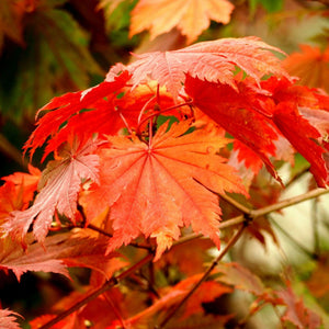 Acer japonicum ‘Vitifolium’