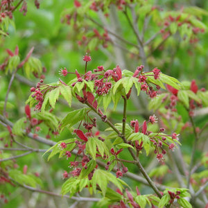 Acer japonicum ‘Vitifolium’