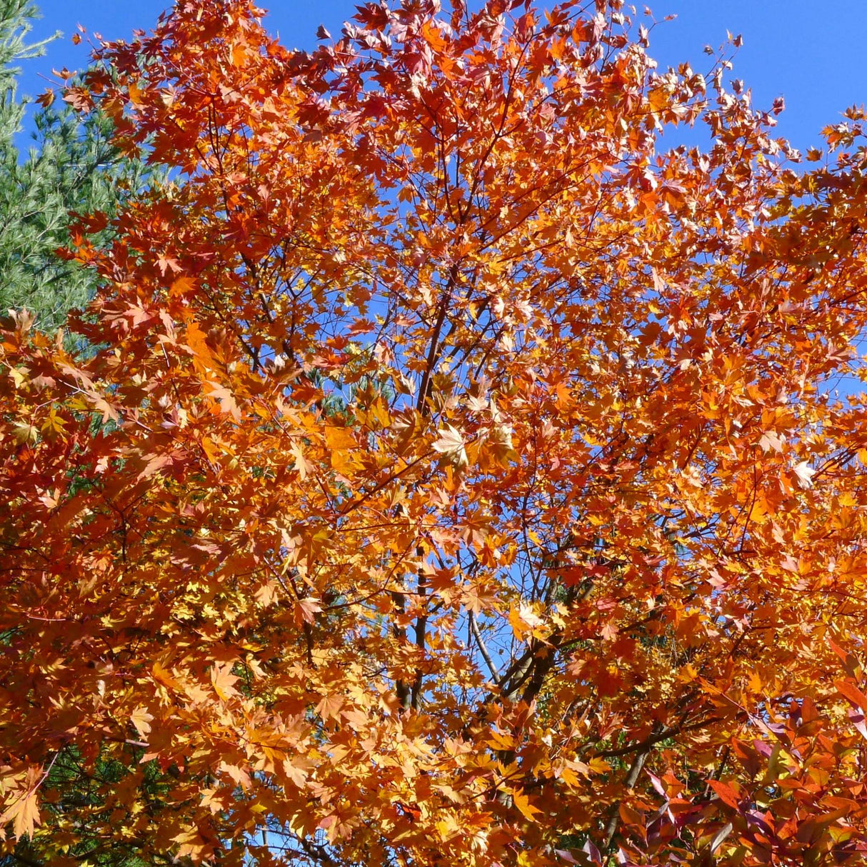 Acer japonicum ‘Vitifolium’