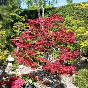 Acer palmatum ‘Atropurpureum’