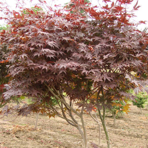 Acer palmatum ‘Atropurpureum’