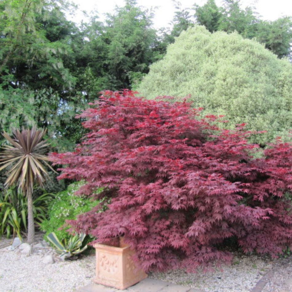 Acer palmatum ‘Atropurpureum’