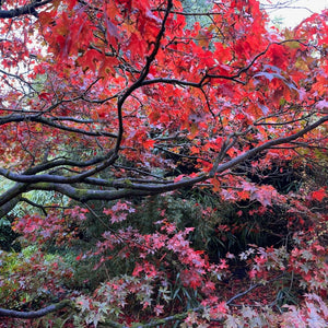 Acer palmatum ‘Atropurpureum’