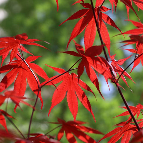 Backlit scarlet-red Acer palmatum ‘Bloodgood’ leaves hanging from slender dark stems.