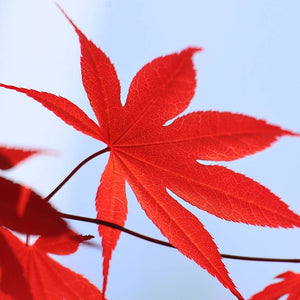 Acer palmatum ‘Bloodgood’