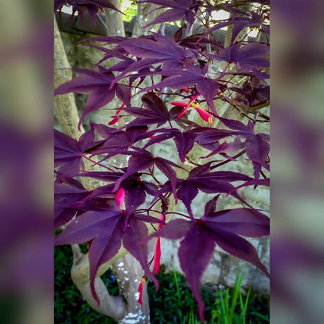 Upright shoots of Acer palmatum ‘Bloodgood’ carrying deeply lobed dark purple leaves.