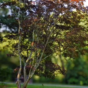 Acer palmatum ‘Burgundy Lace’