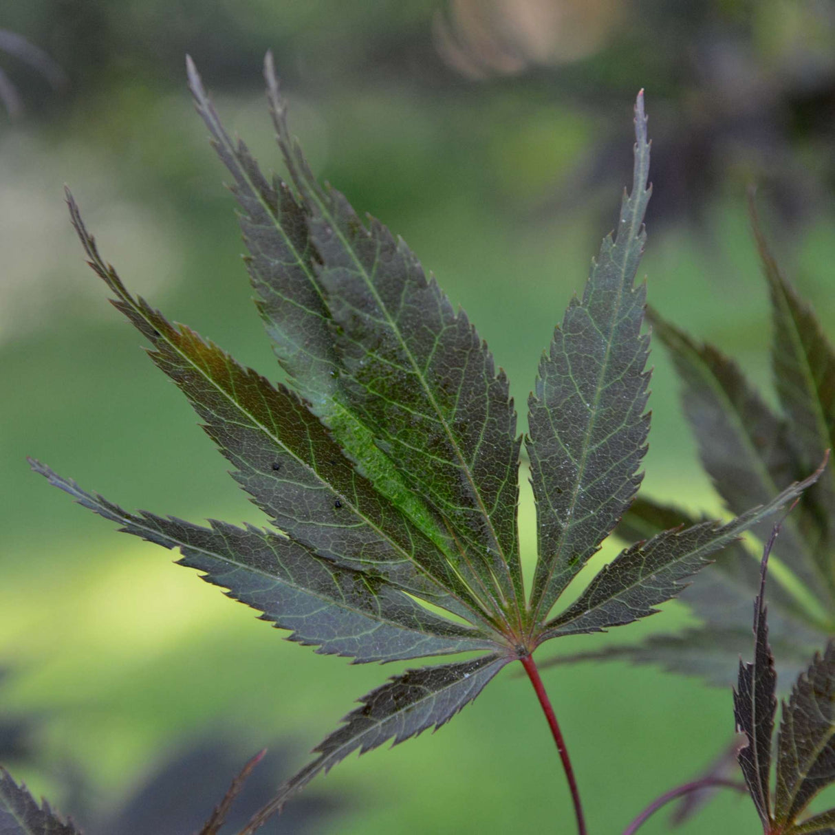 Acer palmatum ‘Burgundy Lace’