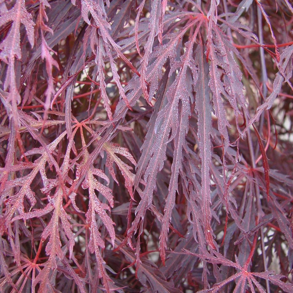 Acer palmatum ‘Garnet’