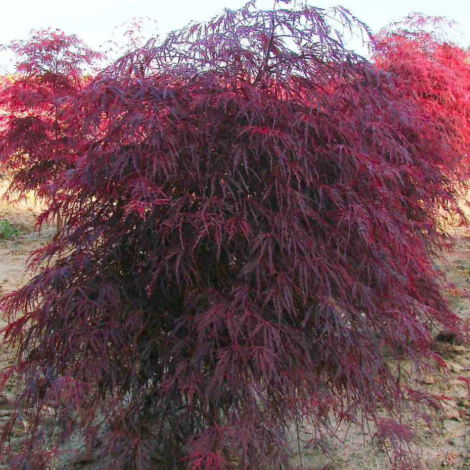 Acer palmatum ‘Garnet’