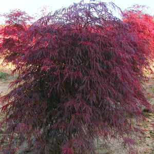 Acer palmatum ‘Garnet’