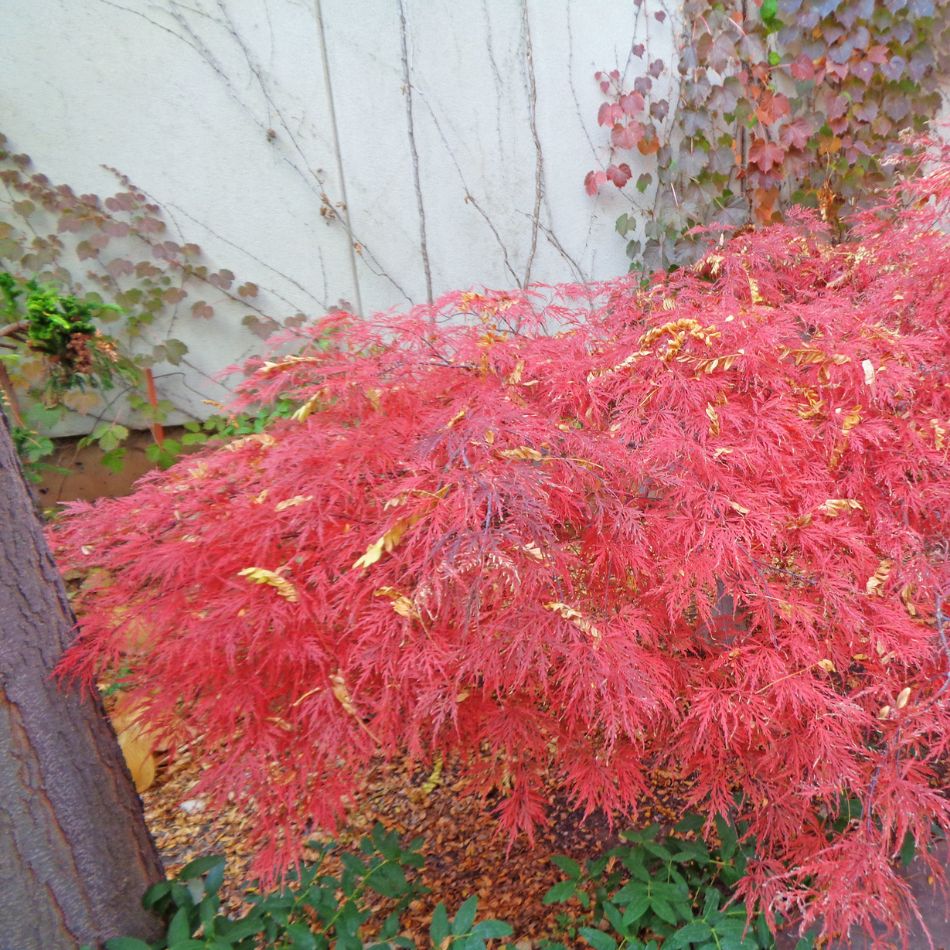 Acer palmatum ‘Garnet’