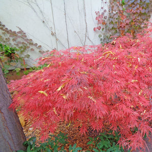Acer palmatum ‘Garnet’