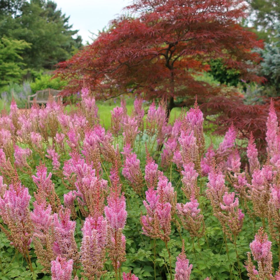 Acer palmatum ‘Garnet’