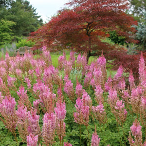 Acer palmatum ‘Garnet’
