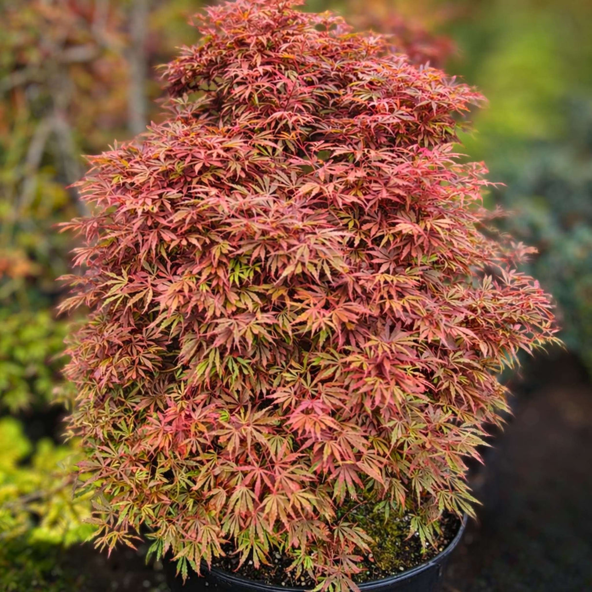 Acer palmatum ‘Jerre Schwartz’