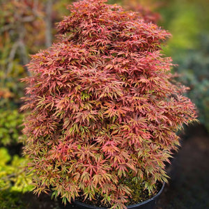 Acer palmatum ‘Jerre Schwartz’
