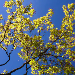 Acer palmatum ‘Katsura’