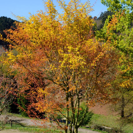 Acer palmatum ‘Katsura’ displaying a rounded crown of golden yellow and orange autumn leaves beside a stream.