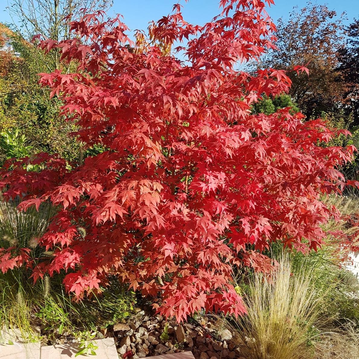 Acer palmatum ‘Osakazuki’
