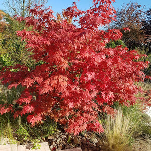 Acer palmatum ‘Osakazuki’