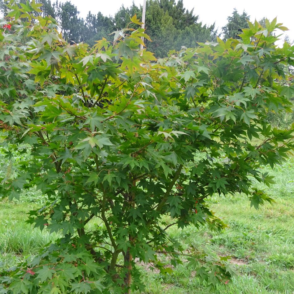 Acer palmatum ‘Osakazuki’