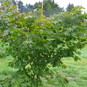 Acer palmatum ‘Osakazuki’