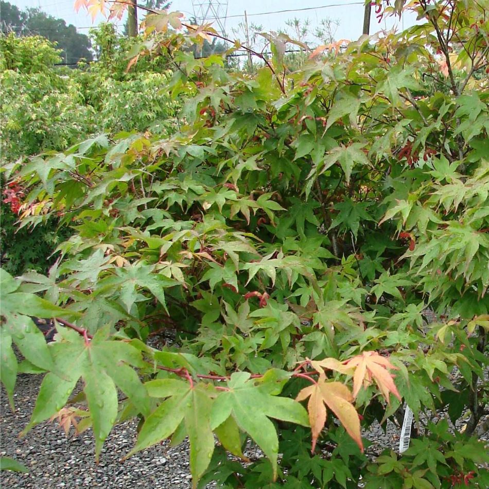 Acer palmatum ‘Osakazuki’