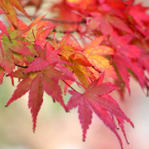 Acer palmatum ‘Osakazuki’